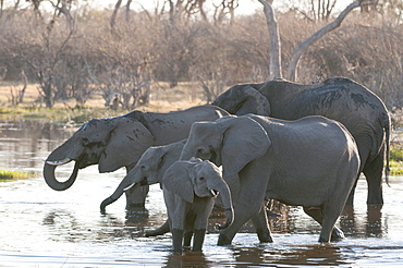 African elephants (Loxodonta africana), Okavango delta, Botswana, Africa