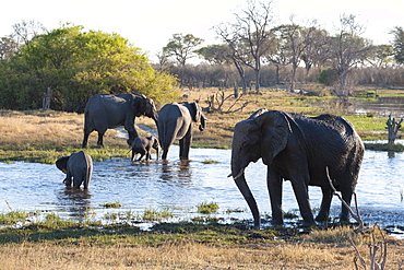 African elephants (Loxodonta africana), Okavango delta, Botswana, Africa