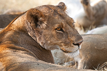 Lioness (Panthera leo), Okavango delta, Botswana, Africa