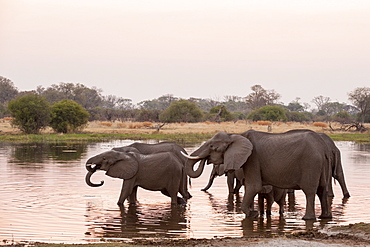 African elephant (Loxodonta africana), Okavango delta, Botswana, Africa