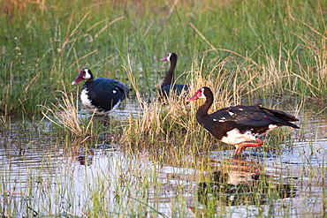 Spur-winged goose (Plectropterus gambensis), Okavango delta, Botswana, Africa