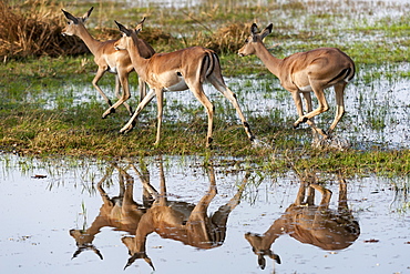 Impalas (Aepyceros melampus), Okavango delta, Botswana, Africa