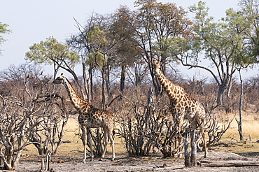 Giraffe (Giraffa camelopardalis), Okavango delta, Botswana, Africa