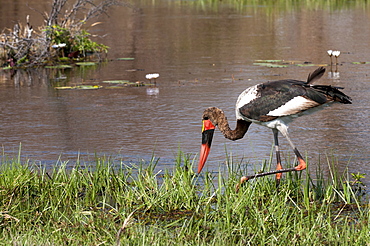 Saddle-billed stork (Ephippiarhynchus senegalensis), Okavango delta, Botswana, Africa