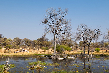 Okavango delta, Botswana, Africa