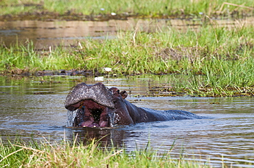 Hippopotamus (Hippopotamus amphibius), Okavango delta, Botswana, Africa