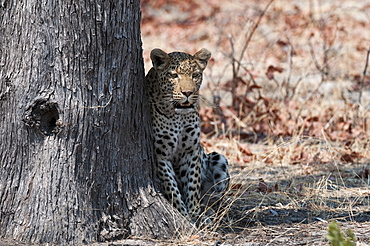 Leopard (Panthera pardus), Okavango delta, Botswana, Africa