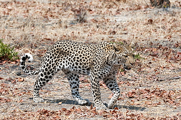 Leopard (Panthera pardus), Okavango delta, Botswana, Africa