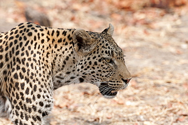 Leopard (Panthera pardus), Okavango delta, Botswana, Africa