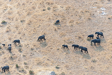 Aerial view of Okavango delta, Botswana, Africa