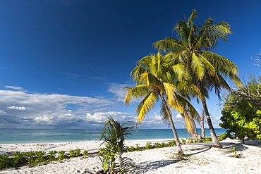 Denis Island, Seychelles, Indian Ocean, Africa