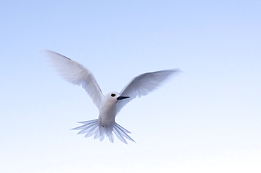 Common white-tern (Gygis alba), Denis Island, Seychelles, Indian Ocean, Africa