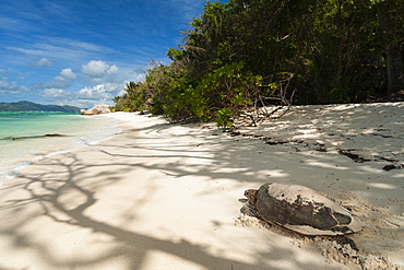 Sea turtle, Anse Source d'Argent beach, La Digue, Seychelles, Indian Ocean, Africa