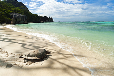 Sea turtle, Anse Source d'Argent beach, La Digue, Seychelles, Indian Ocean, Africa