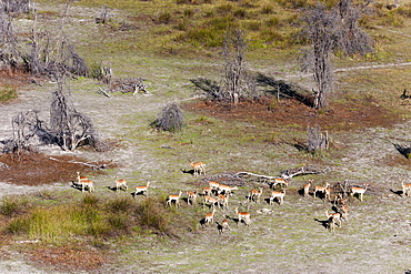 Aerial view of red lechwe (Kobus leche), Okavango Delta, Botswana, Africa 