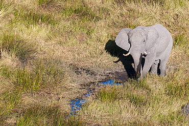 Aerial view of African elephant (Loxodonda africana), Okavango Delta, Botswana, Africa 