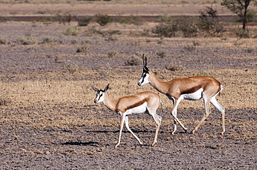 Springbok (Antidorcas marsupialis), Central Kalahari National Park, Botswana, Africa 