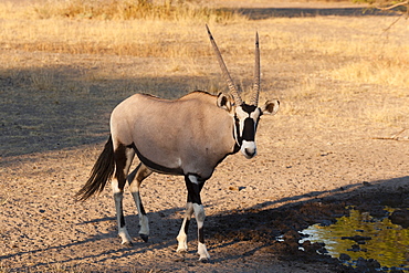 Gemsbok (Oryx gazella), Central Kalahari National Park, Botswana, Africa 