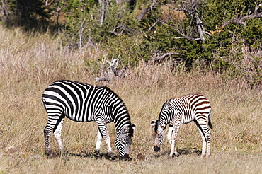 Zebra, Khwai Concession, Okavango Delta, Botswana, Africa 