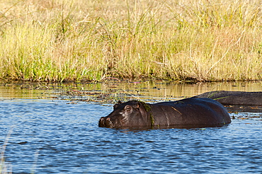 Hippopotamus (Hippopotamus amphibius), Khwai Concession, Okavango Delta, Botswana, Africa 