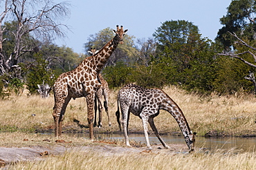 Southern giraffe (Giraffa camelopardalis), Khwai Concession, Okavango Delta, Botswana, Africa 