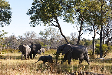 African elephant (Loxodonta africana), Khwai Concession, Okavango Delta, Botswana, Africa 