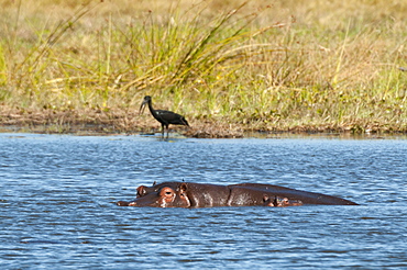 Hippopotamus (Hippopotamus amphibius), Khwai Concession, Okavango Delta, Botswana, Africa 