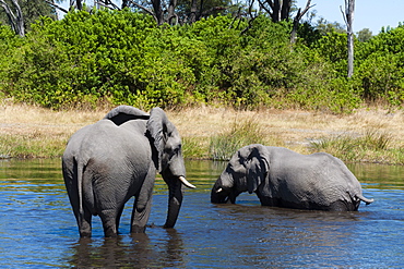 African elephant (Loxodonta africana), Khwai Concession, Okavango Delta, Botswana, Africa 