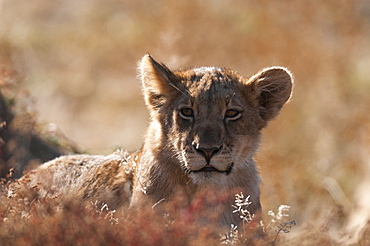 Lion (Panthera leo), Mashatu Game Reserve, Botswana, Africa 