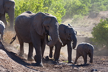 African elephant (Loxodonta africana), Mashatu Game Reserve, Botswana, Africa 