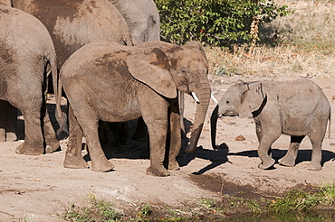 African elephant (Loxodonta africana), Mashatu Game Reserve, Botswana, Africa 