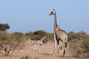 Southern giraffe (Giraffa camelopardalis), Mashatu Game Reserve, Botswana, Africa 