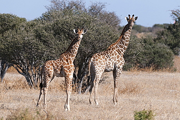 Southern giraffe (Giraffa camelopardalis), Mashatu Game Reserve, Botswana, Africa 