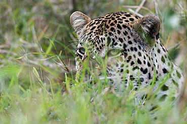 Leopard (Panthera pardus), Mala Mala Game Reserve, South Africa, Africa 