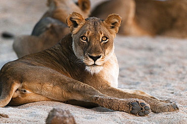 Lion (Panthera leo), Mala Mala Game Reserve, South Africa, Africa 