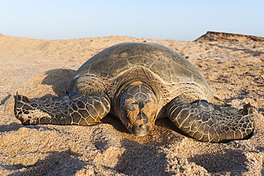 Green turtle, Ras Al Jinz, Oman.