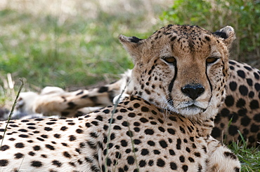 Cheetah (Acinonyx jubatus), Masai Mara, Kenya, East Africa, Africa