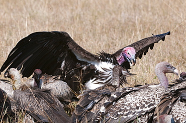 Vultures feeding on a carcass, Masai Mara, Kenya, East Africa, Africa