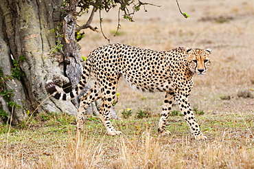 Cheetah (Acinonyx jubatus), Masai Mara, Kenya, East Africa, Africa