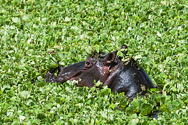 Hippopotamus (Hippopotamus amphibius), Masai Mara, Kenya, East Africa, Africa