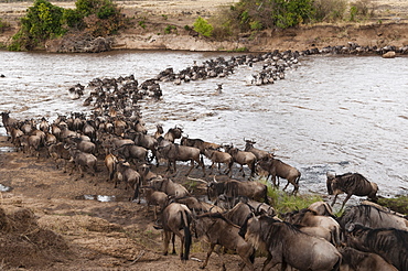 Wildebeest (Connochaetes taurinus) crossing the River Mara, Masai Mara, Kenya, East Africa, Africa