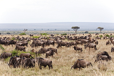 Wildebeest (Connochaetes taurinus), Masai Mara, Kenya, East Africa, Africa