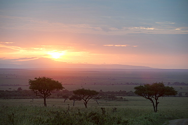 Masai Mara, Kenya, East Africa, Africa