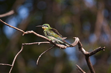 Little bee-eater (Merops pusillus), Chobe National Park, Botswana, Africa