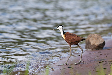 African jacana (Actophilornis africanus), Chobe National Park, Botswana, Africa