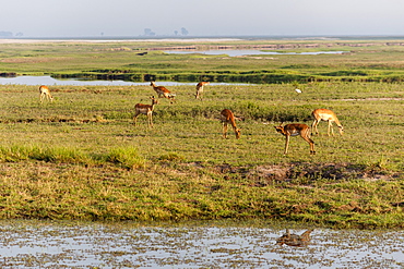 Impala (Aepyceros melampus), Chobe National Park, Botswana, Africa