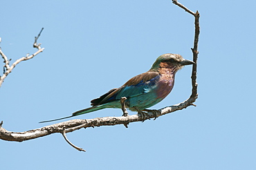 Lilac-breasted roller (Coracias caudatus), Chobe National Park, Botswana, Africa