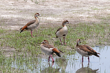 Egyptian geese (Alopochen aegyptiaca), Savuti Marsh area, Chobe National Park, Botswana, Africa