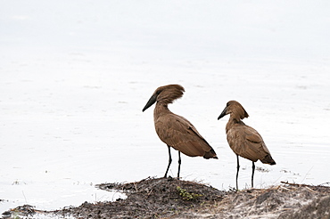 Hamerkop (Scapus umbretta), Khwai Concession Area, Okavango Delta, Botswana, Africa