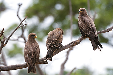 Yellow-billed kite (Milvus parasitus) and black kite (Milvus migrans) perching on a tree, Khwai Concession Area, Okavango Delta, Botswana, Africa